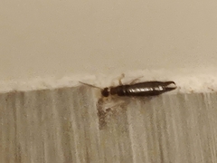 Euborellia annulipes