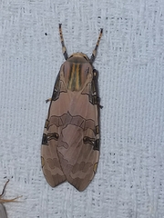 Halysidota