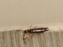 Euborellia annulipes