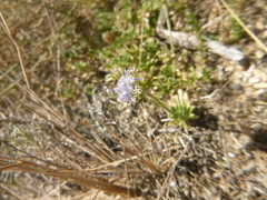 Jasione maritima