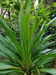 Cordyline obtecta