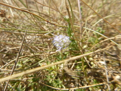 Jasione maritima