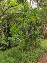 Cordyline obtecta