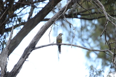 Anthochaera paradoxa paradoxa