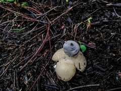 Geastrum