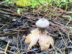 Geastrum