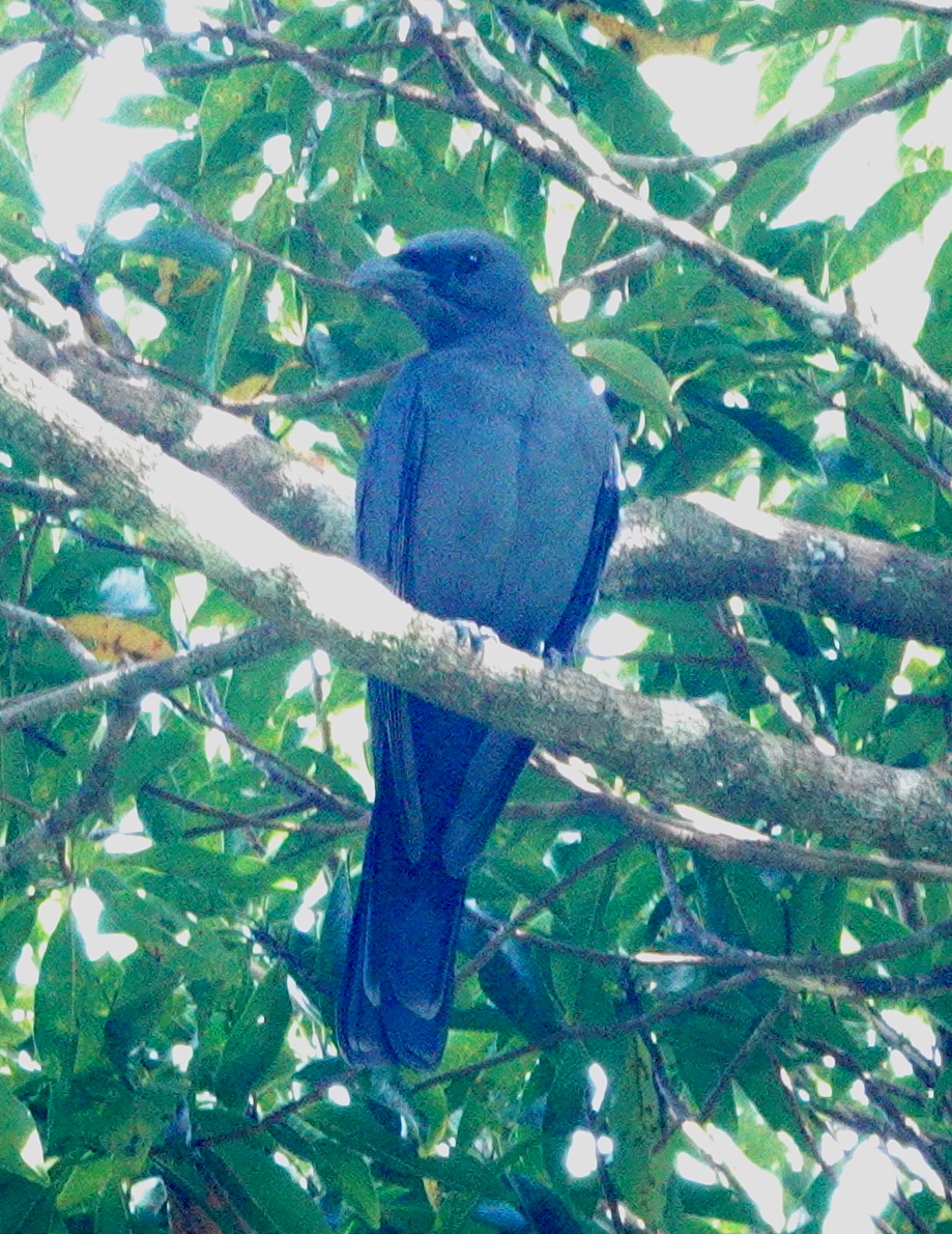 Wallacean Cuckooshrike (Coracina personata), photo 5