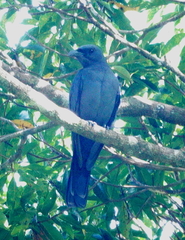 Coracina personata pollens