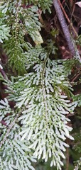 Hymenophyllum flexuosum