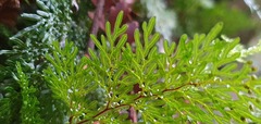 Hymenophyllum flexuosum