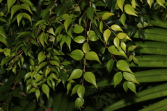 Syzygium luehmannii