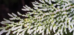 Hymenophyllum flexuosum