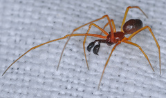 Neottiura bimaculata