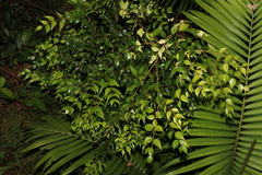 Syzygium luehmannii