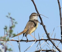 Prinia flavicans