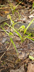 Pterostylis porrecta
