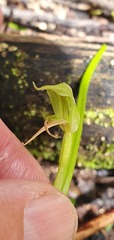 Pterostylis porrecta