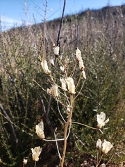 Toxicoscordion fremontii