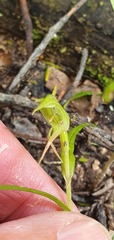 Pterostylis porrecta