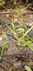 Pterostylis porrecta
