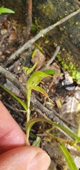 Pterostylis porrecta
