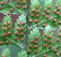 Parapolystichum acuminatum