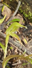 Pterostylis porrecta