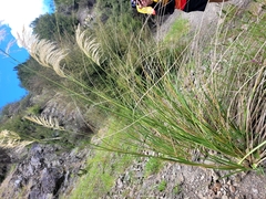 Austroderia richardii