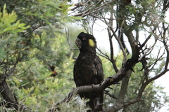 Zanda funerea xanthanota