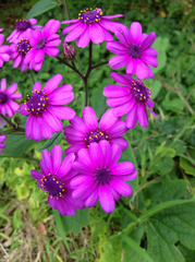 Pericallis × hybrida