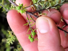 Leptecophylla juniperina