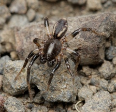 Zodariidae