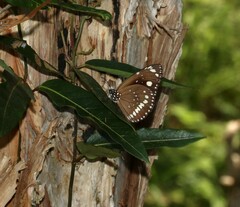 Euploea core corinna