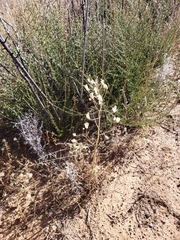 Toxicoscordion fremontii