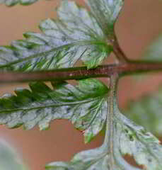 Parapolystichum acuminatum
