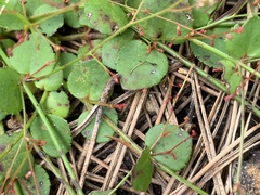 Gonocarpus micranthus micranthus