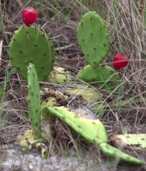 Opuntia mesacantha