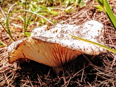 Russula brevipes