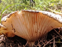 Russula brevipes