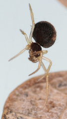 Neottiura bimaculata