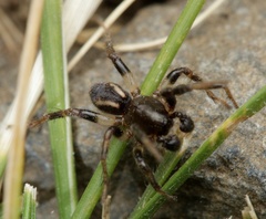 Zodariidae
