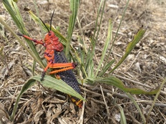 Phymateus morbillosus