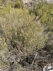 Baccharis sergiloides