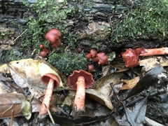 Cortinarius marylandensis