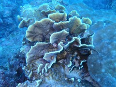 Millepora platyphylla