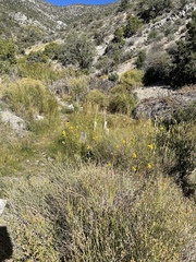 Baccharis sergiloides