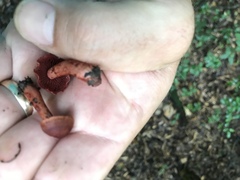 Cortinarius marylandensis