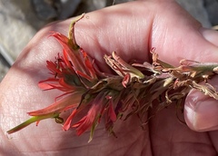 Castilleja linariifolia