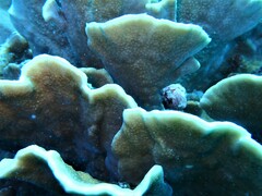 Millepora platyphylla