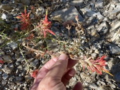 Castilleja linariifolia